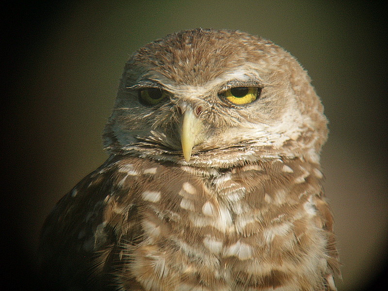 burrowing owl