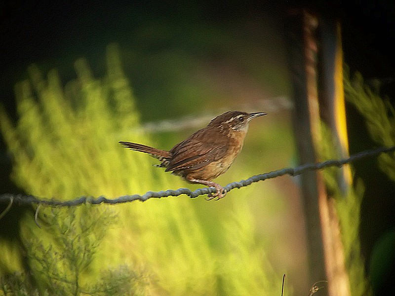 wren