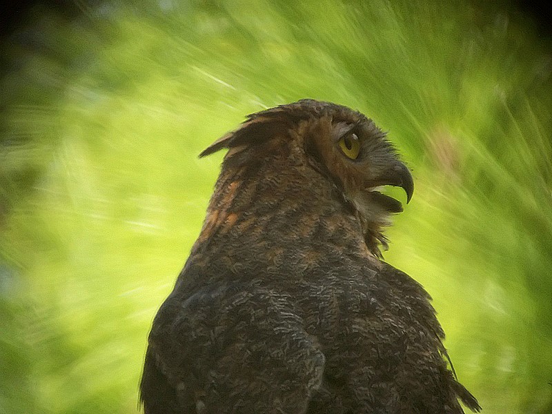 horned owl