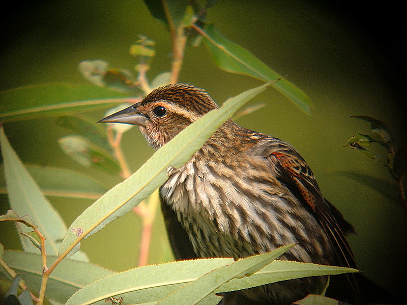 juvenille red-wing blackbird