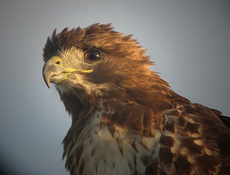 red tail hawk