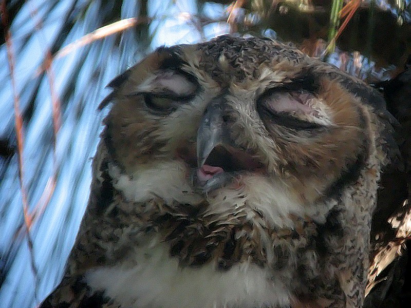 sleepy owl