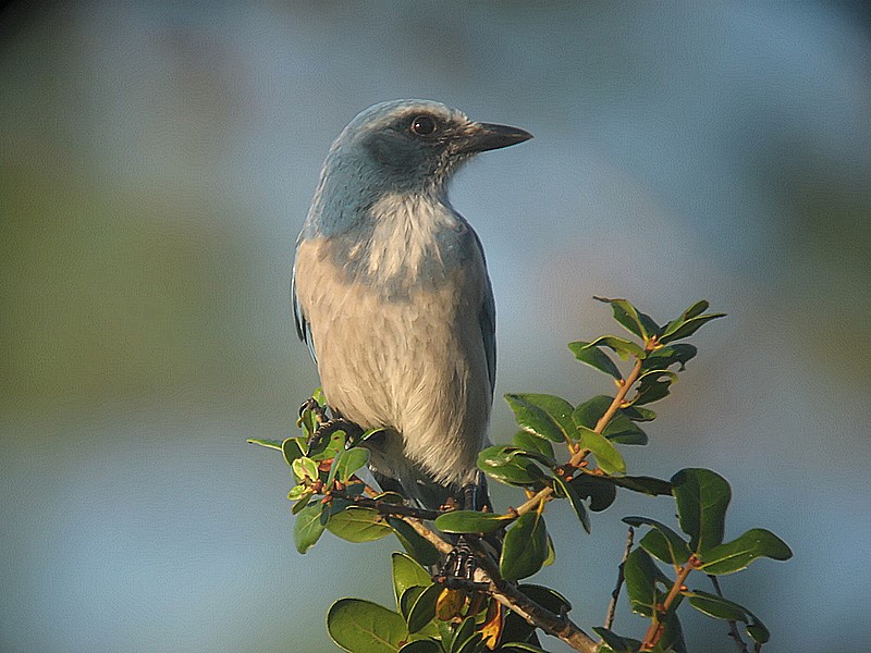 Florida Scrubjay