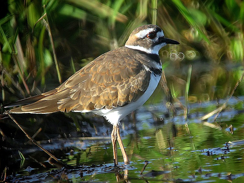 Killdeer