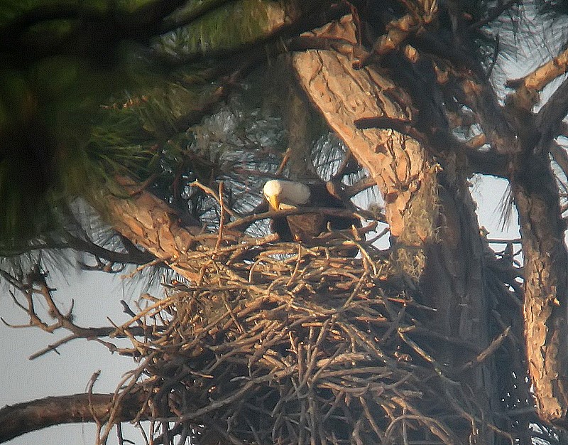 nest building bald eagle