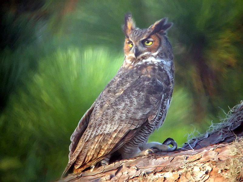 owl with a snake