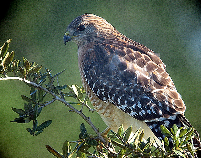 red shoulder hawk