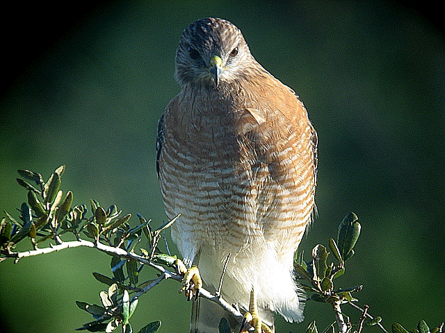red shoulder hawk