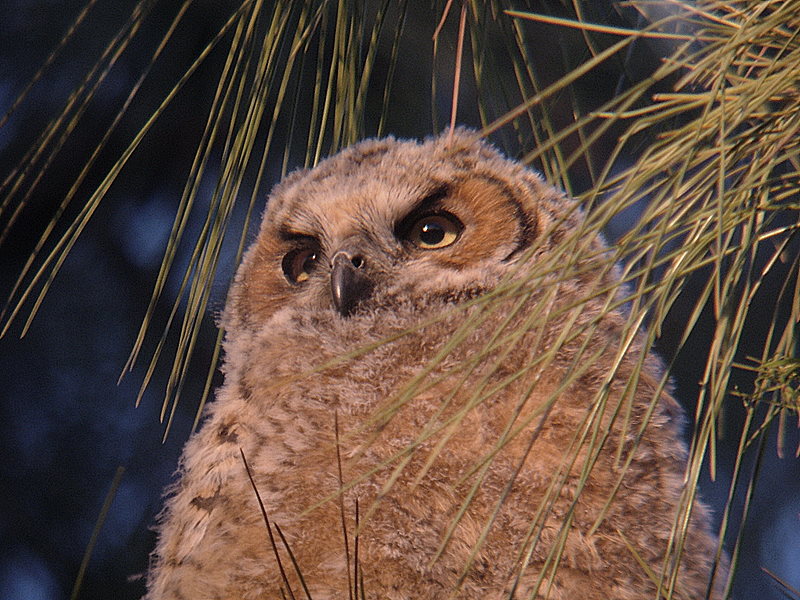 juvenille horned owl