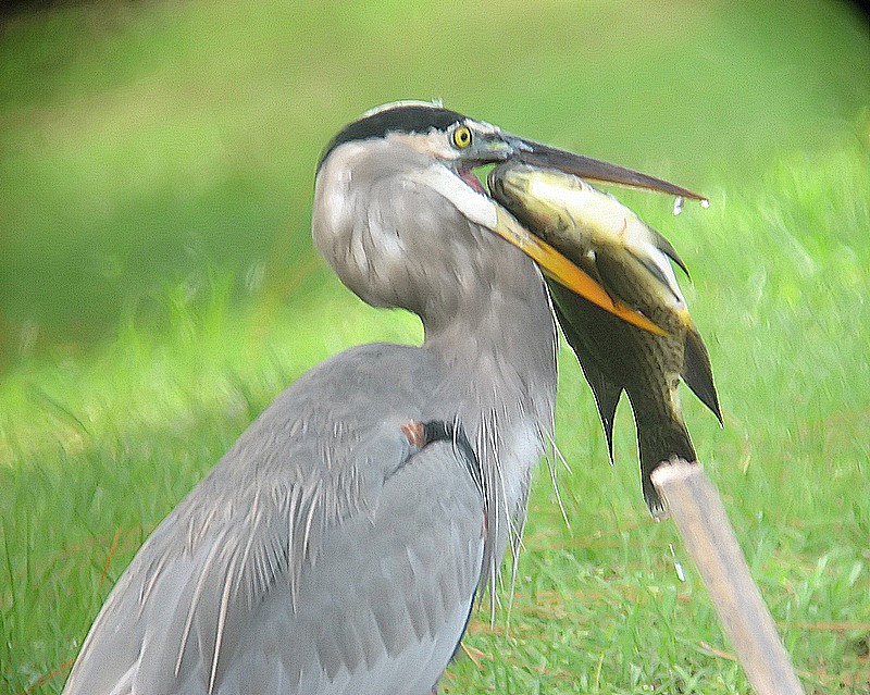 heron with a fish 1