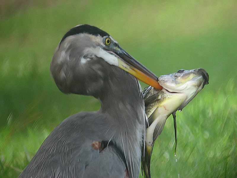 heron with fish 2