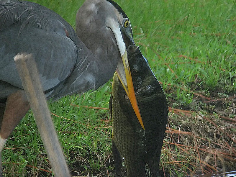 heron with fish 3