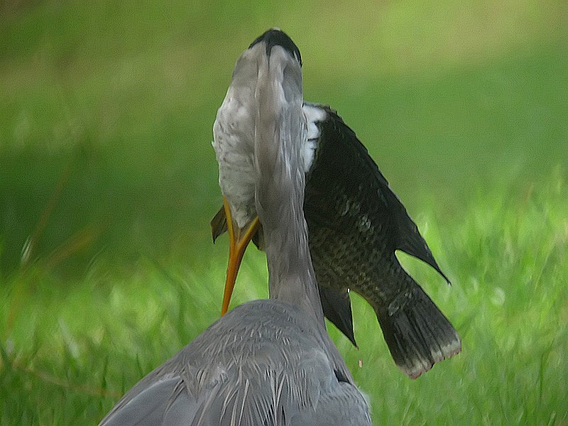 heron with fish 4