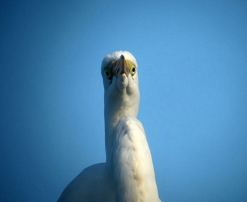 great egret head-on