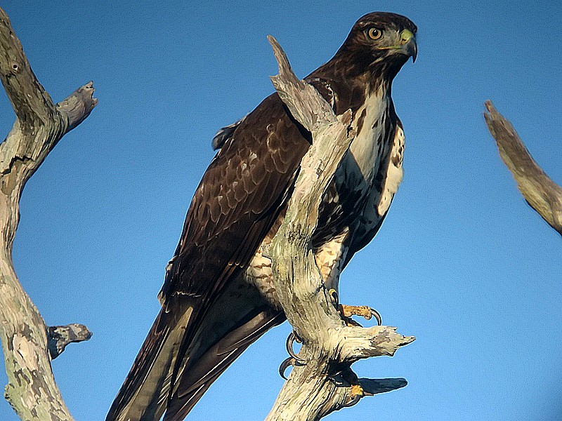 redtail hawk