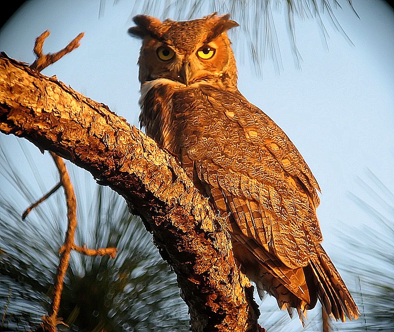 horned owl