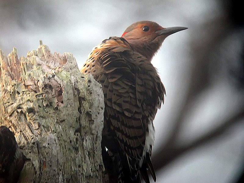 Flicker woodpecker