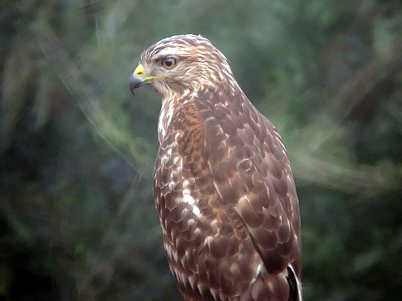 red tail  hawk
