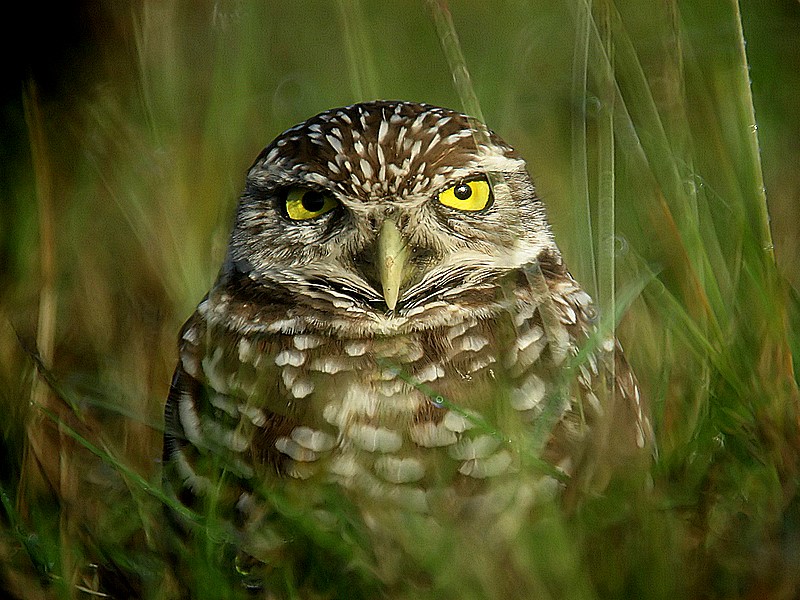 burrowing  owl