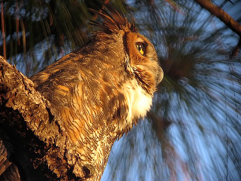 horned owl