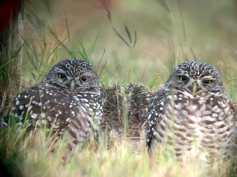 pair of burrowing owls