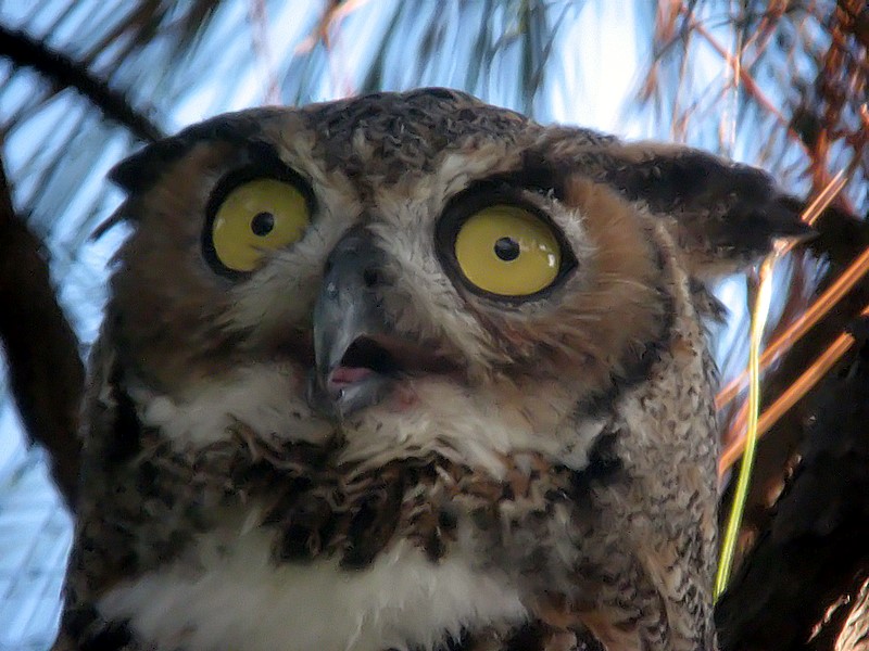 horned owl