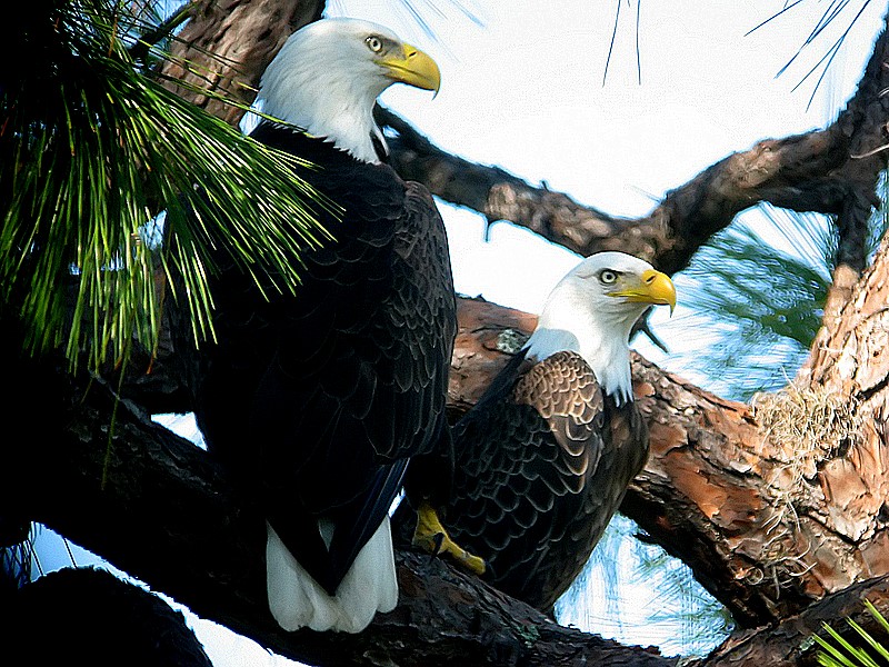 pair of bald eagles