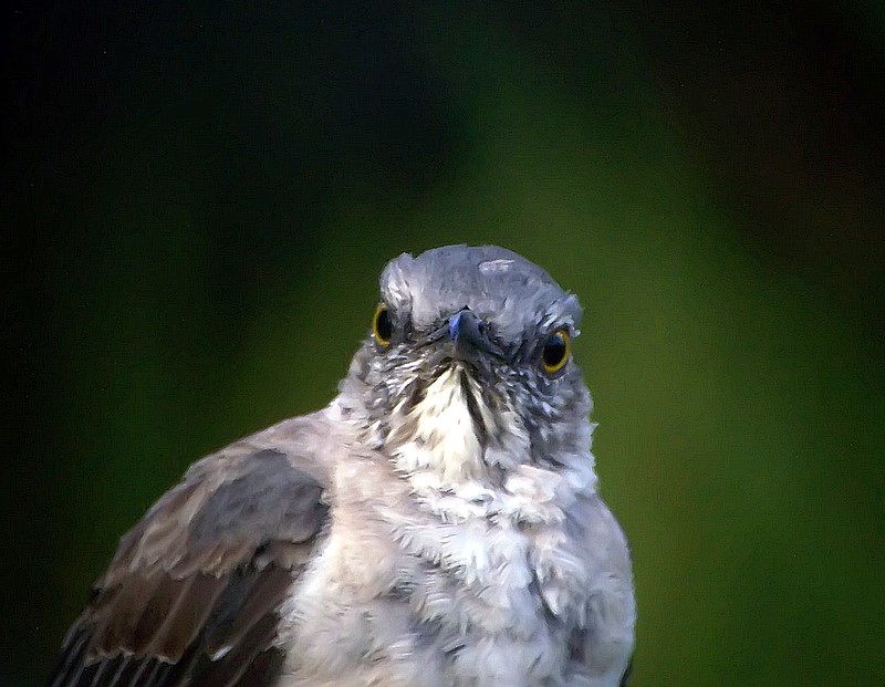 mockingbird close-up