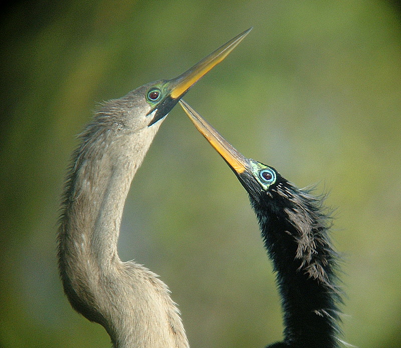 pair of Ahings