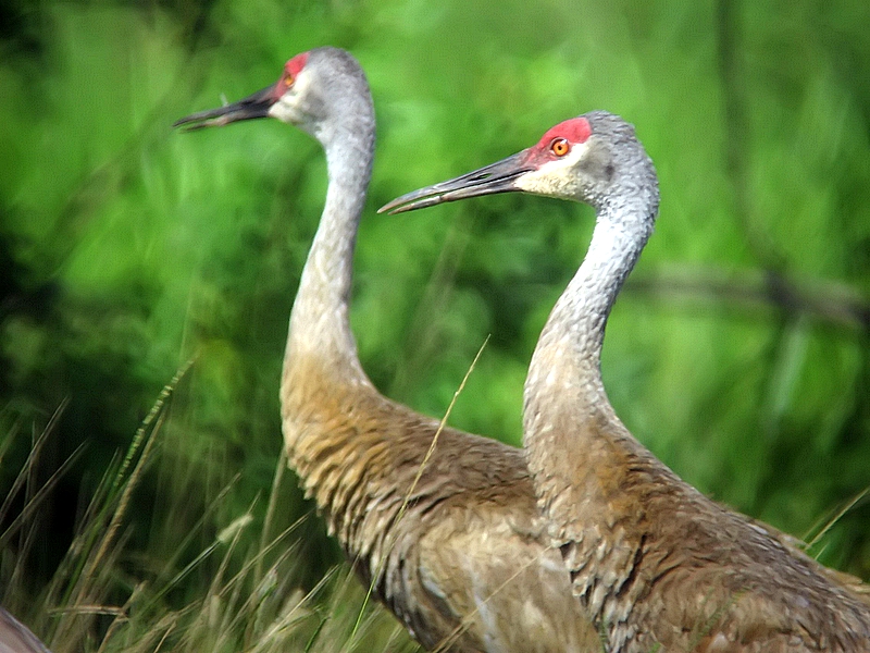 sandhill cranes