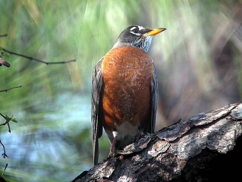 robin