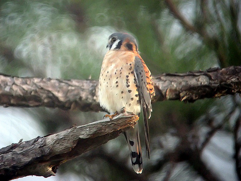Kestrel