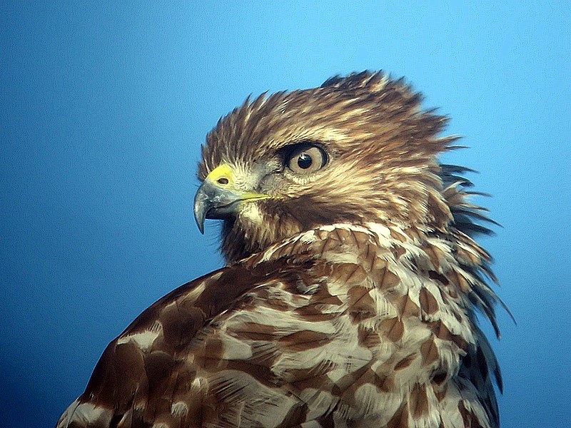 Redtail Hawk