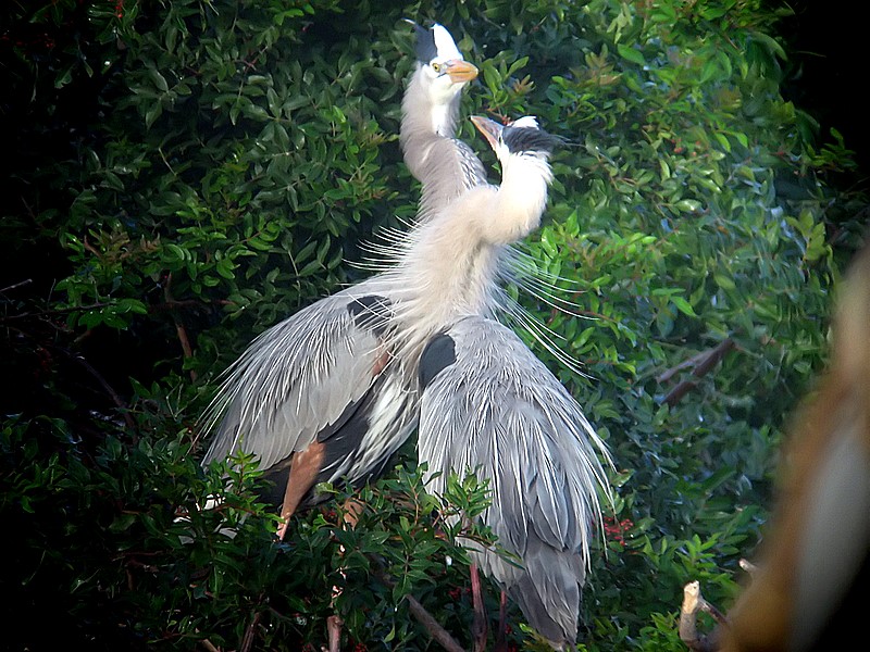 heron pre-mating rituals