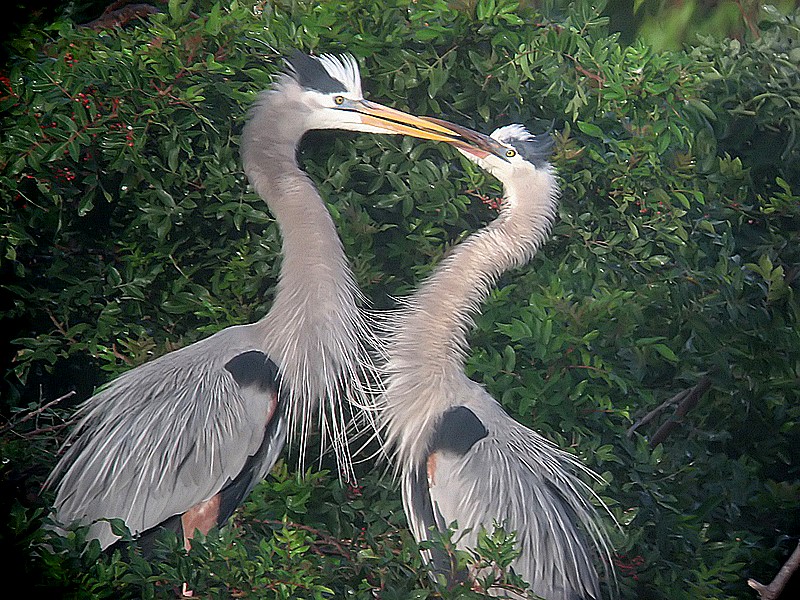 heron pre-mating rituals