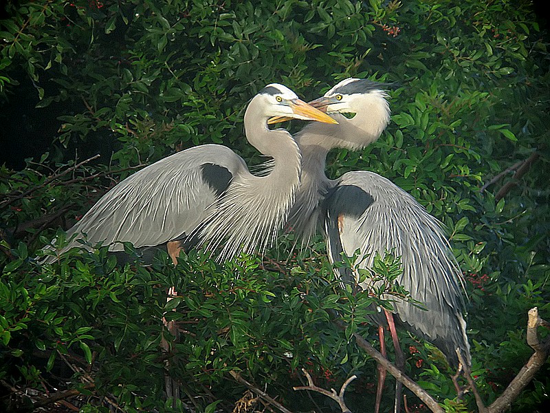 heron pre-mating rituals