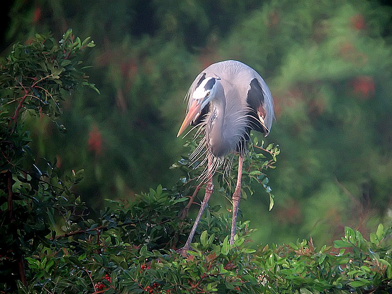 heron pre-mating ritual