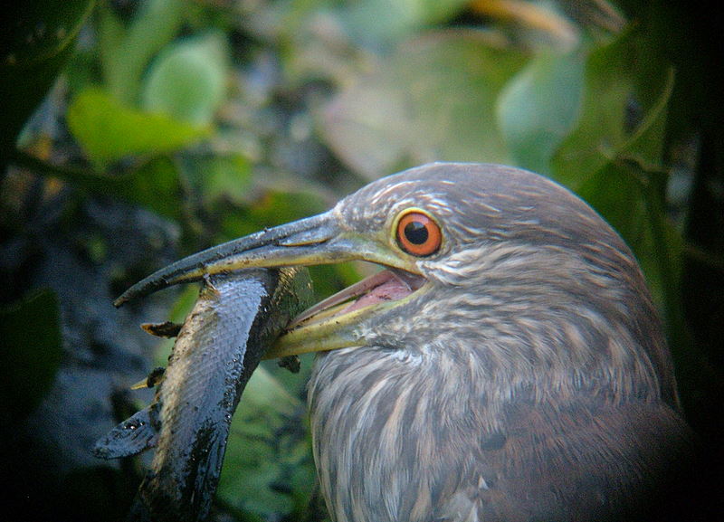 juvenille night heron