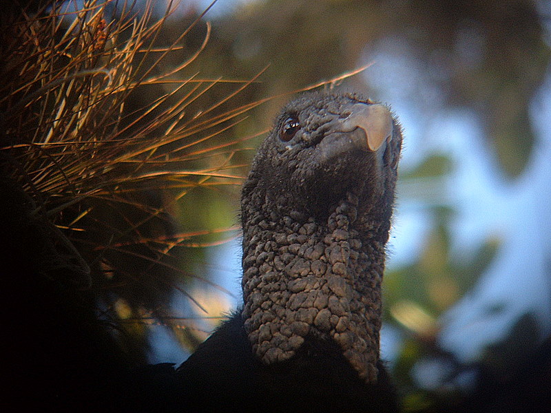 vulture