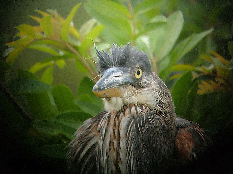 juvenille blue heron