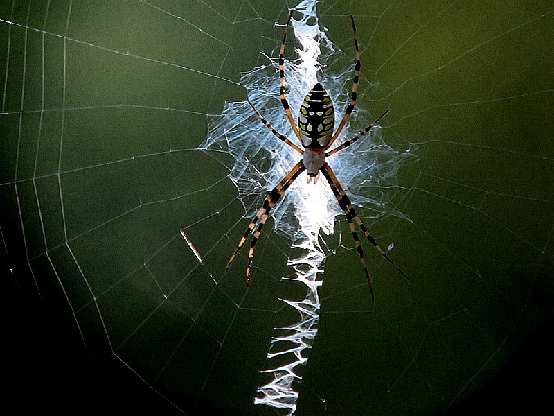 spider in corkscrew swamp