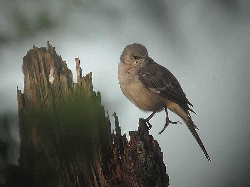 mocking bird