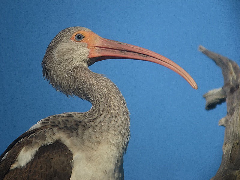 limpkin