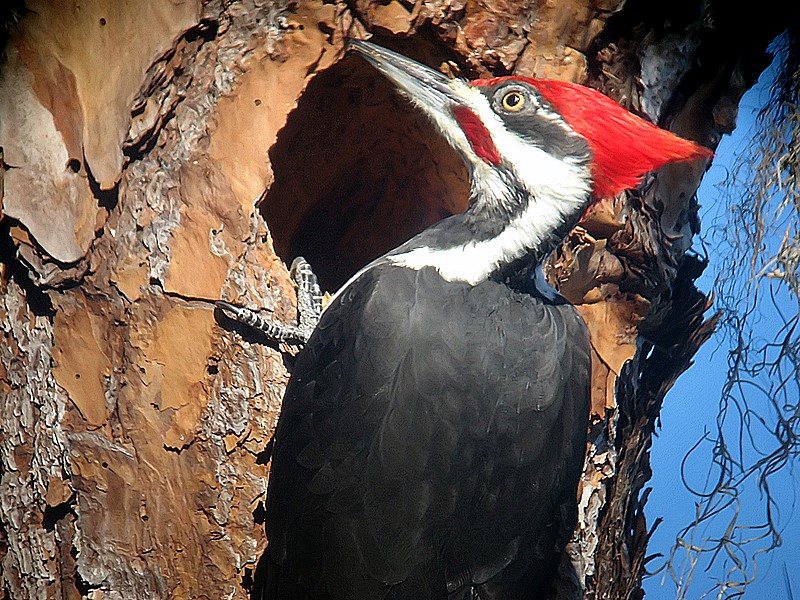 pileated woodpecker