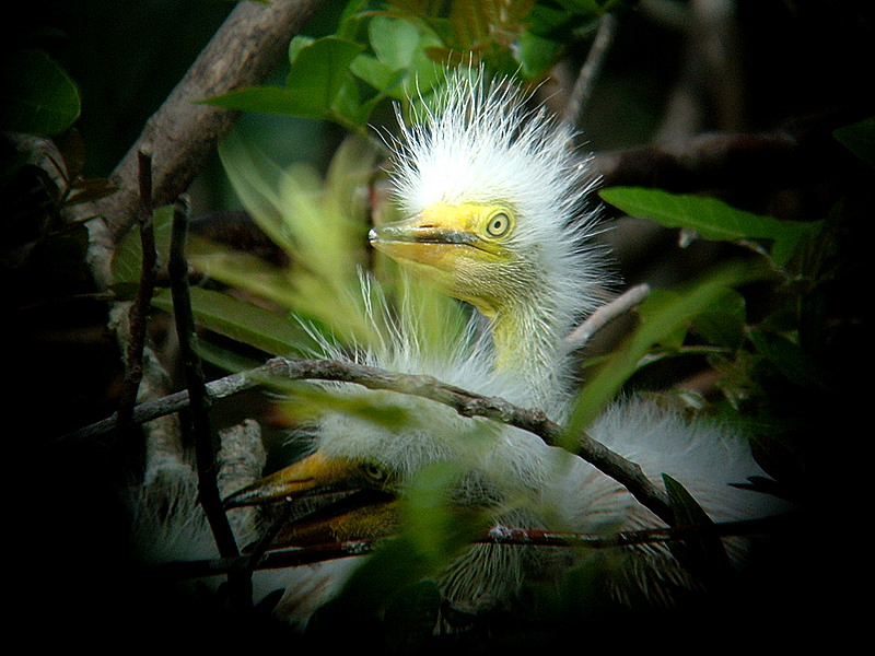 baby egret