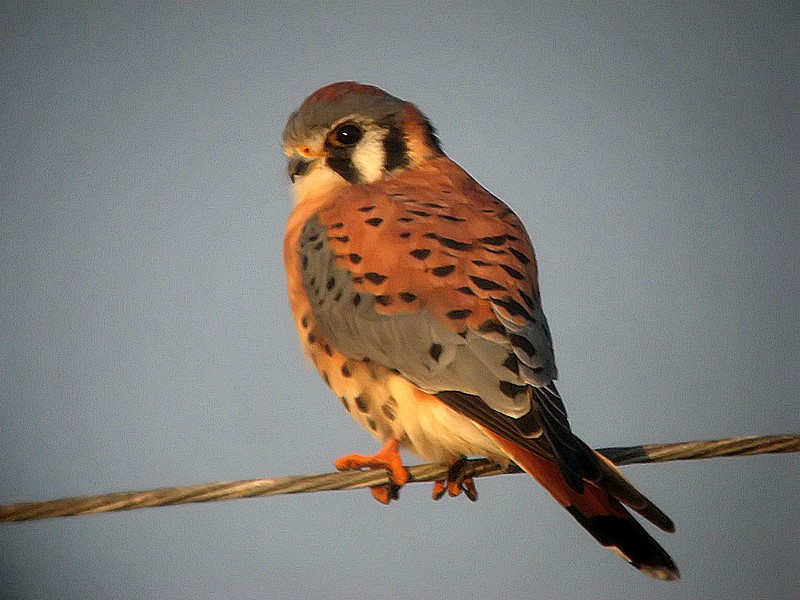 kestrel