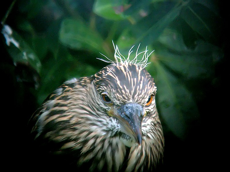 juvenille night heron