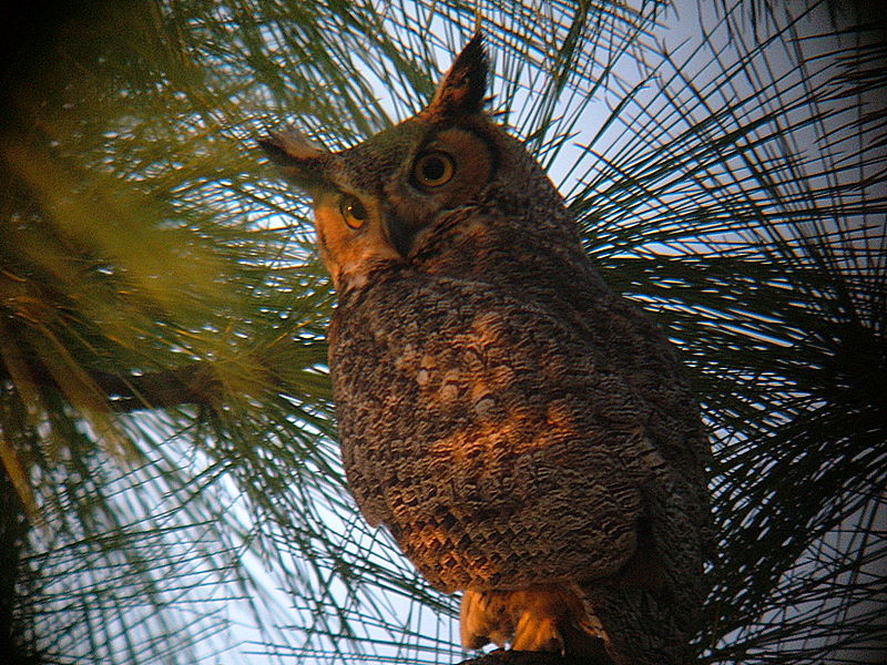 horned owl