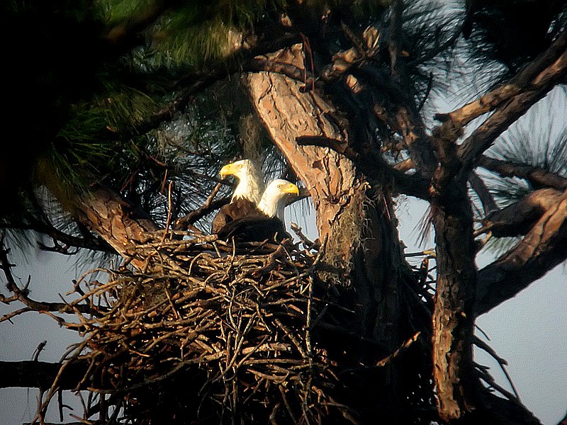 eagles on the nest