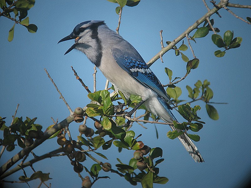 bluejay